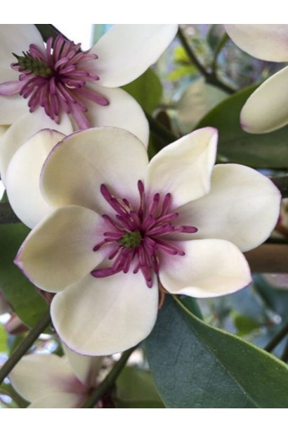 Магнолія левіфолія White Caviar фото 